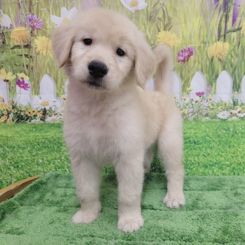 子犬