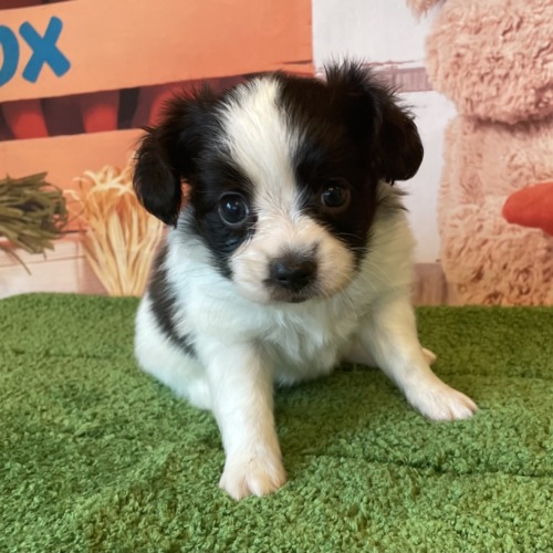 子犬