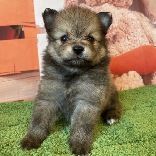 子犬