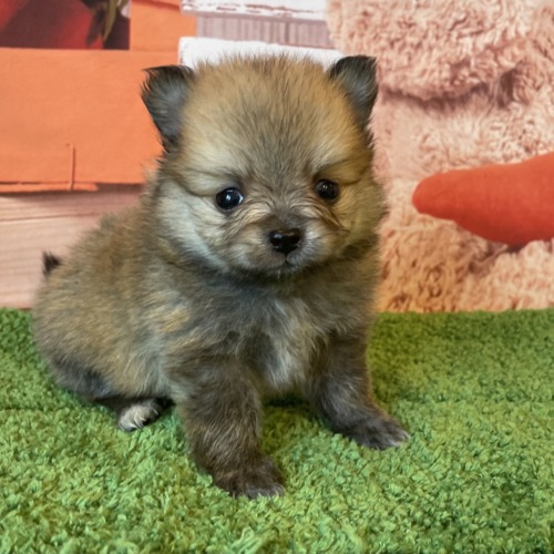 子犬