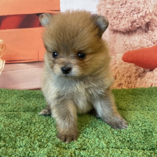 子犬