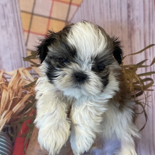 子犬