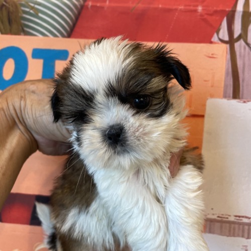 子犬