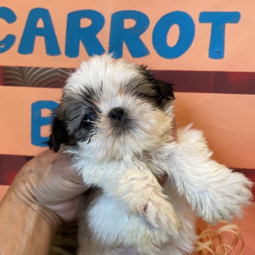 子犬