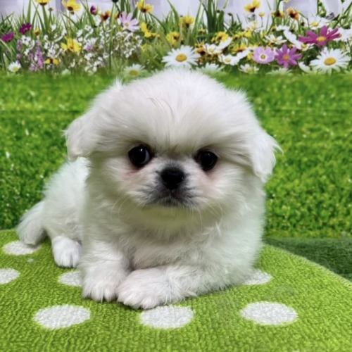 子犬