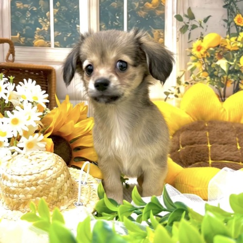子犬