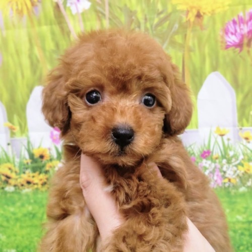 子犬
