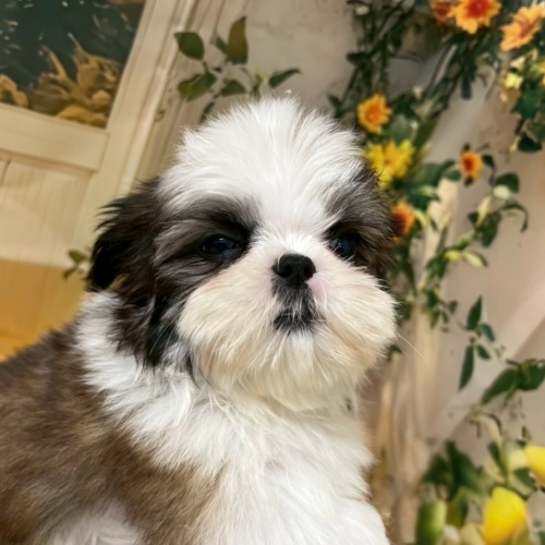 子犬