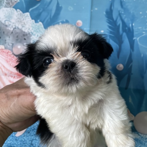 子犬