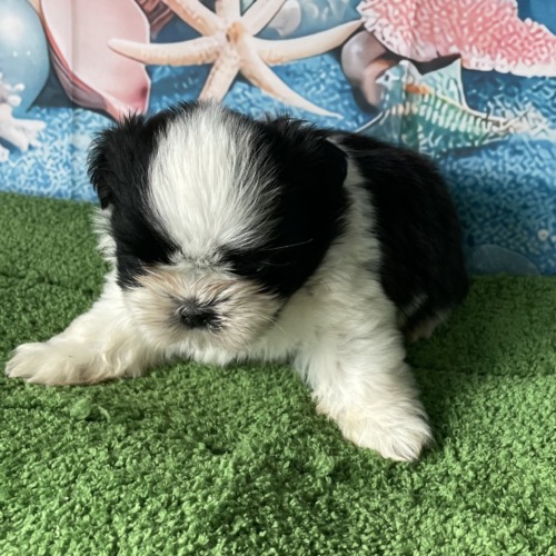 子犬