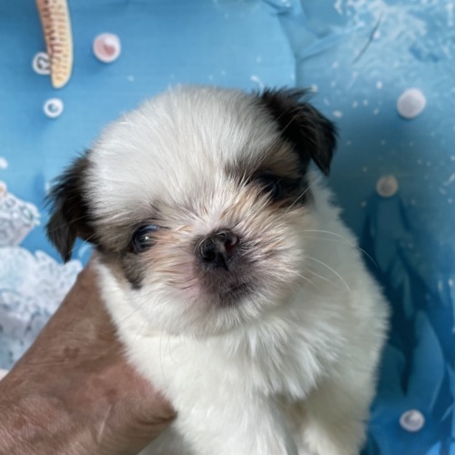子犬