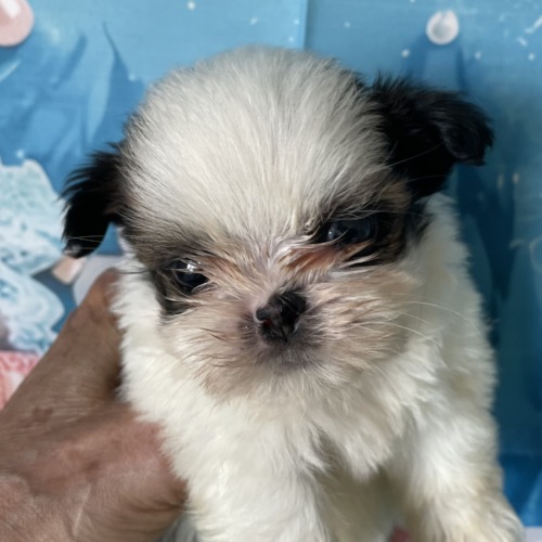 子犬