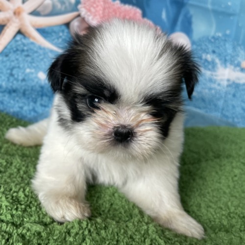 子犬
