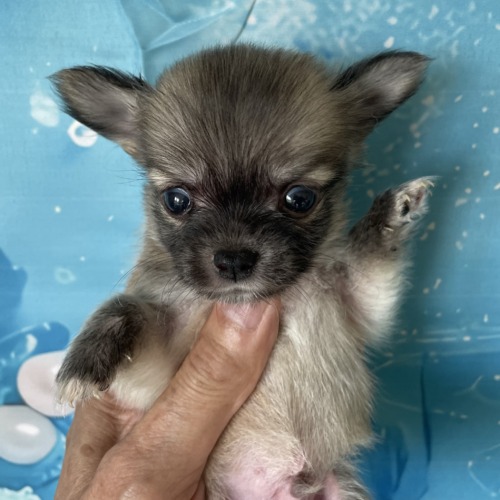 子犬