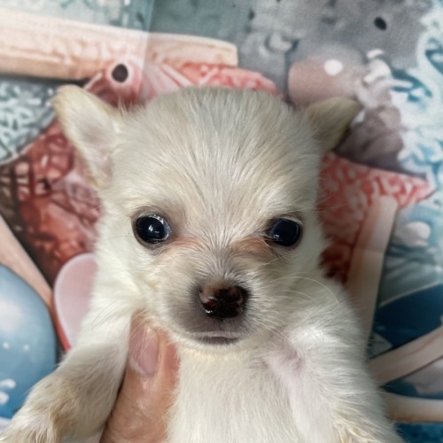 子犬