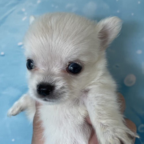子犬