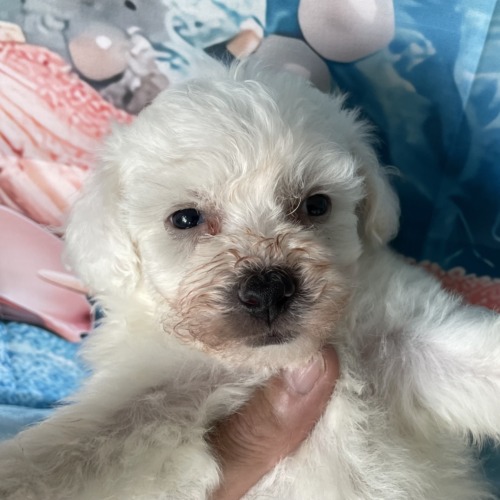 子犬