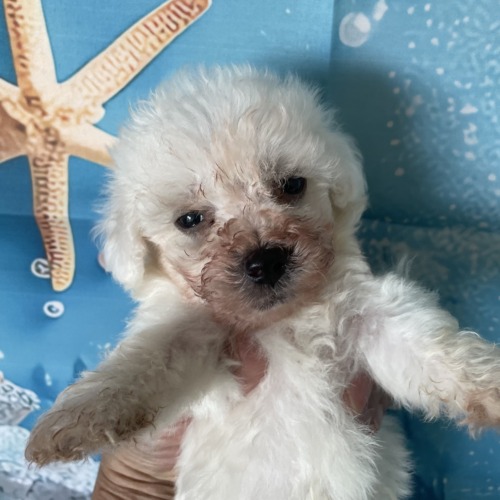子犬