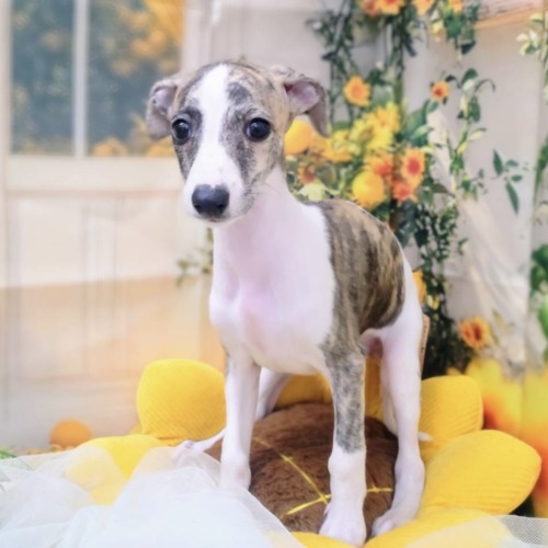 子犬