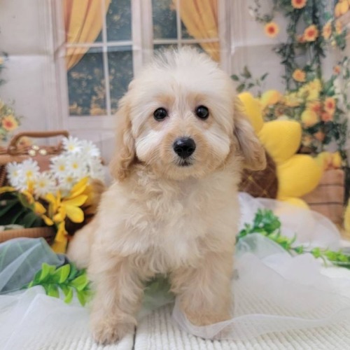 子犬