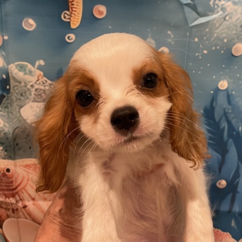 子犬