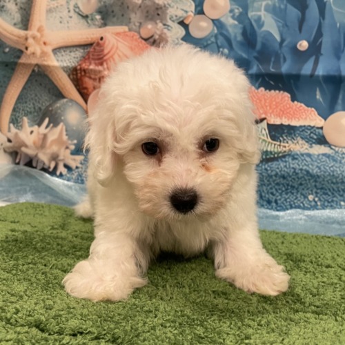 子犬