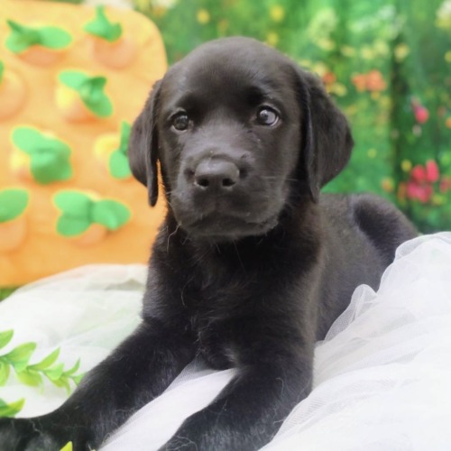 子犬