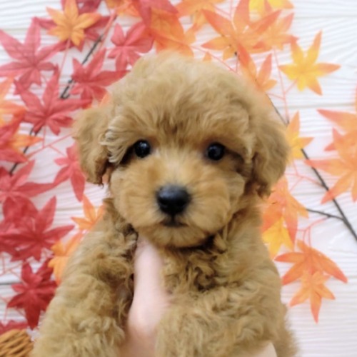 子犬
