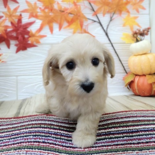 子犬