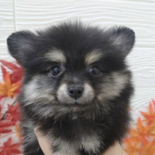 子犬