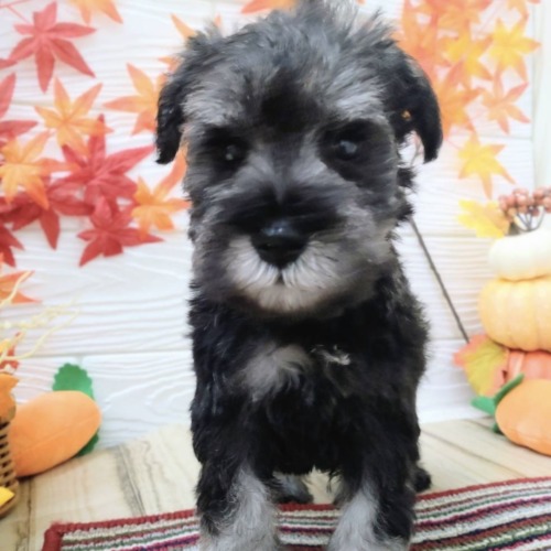 子犬