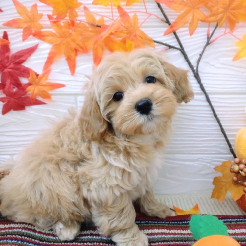 子犬