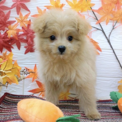 子犬