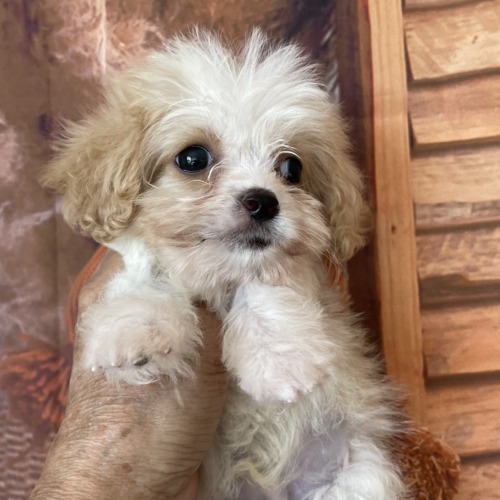 子犬