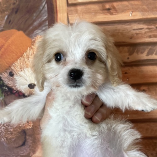 子犬