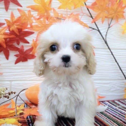 子犬