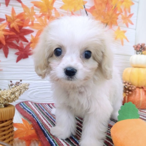 子犬