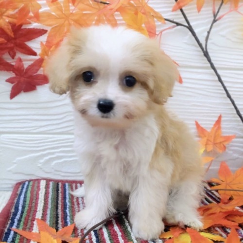 子犬