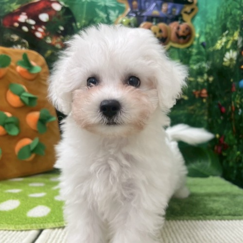 子犬