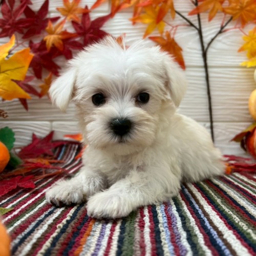 子犬