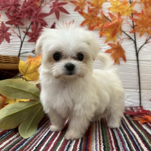 子犬