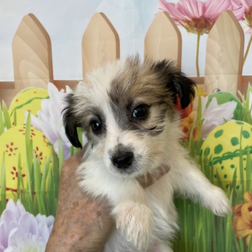 子犬