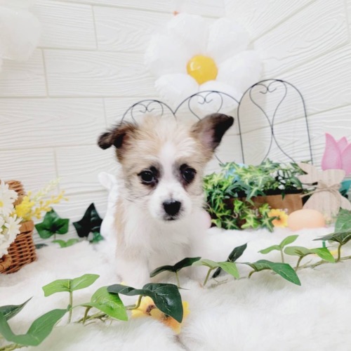 子犬