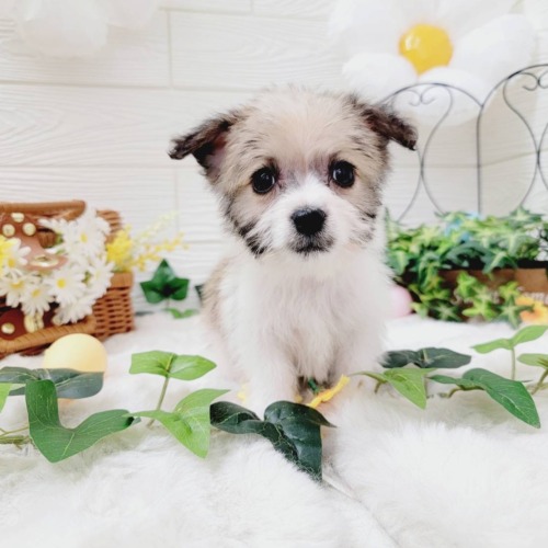 子犬