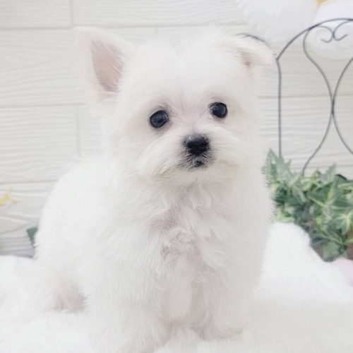 子犬