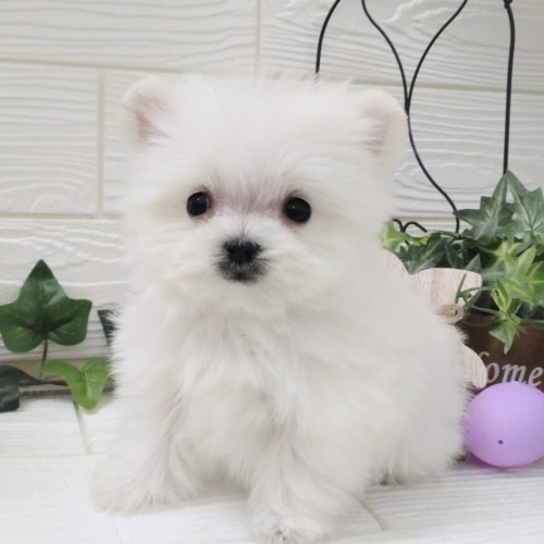 子犬