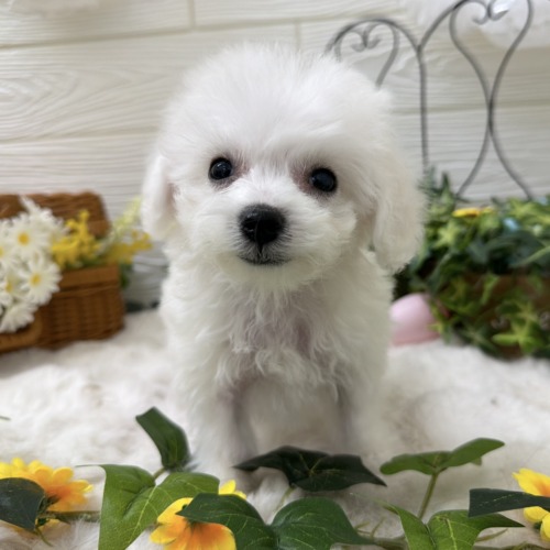 子犬