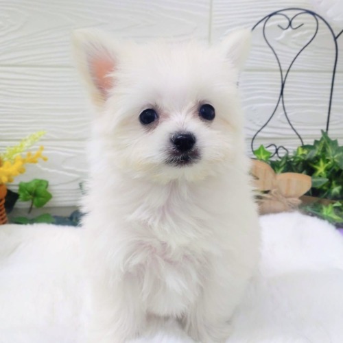 子犬