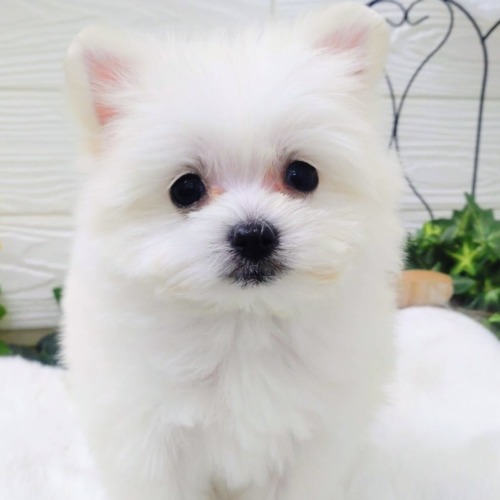 子犬