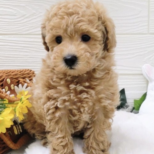子犬